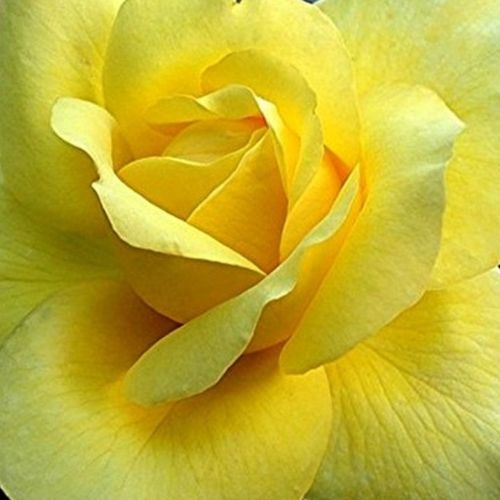 Rosa  President Armand Zinsch™ - róża z intensywnym zapachem - Róże pienne - z kwiatami hybrydowo herbacianymi - żółty  - Georges Delbard - korona równomiernie ukształtowana - -